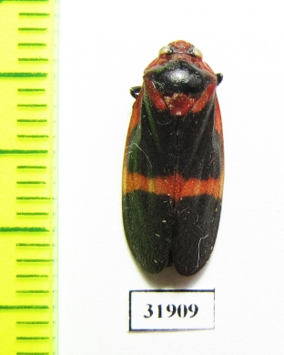 Homoptera sp.  Panama - INSECTS-STORE.RU