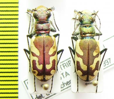 Cicindela lengi versuta  Canada - INSECTS-STORE.RU