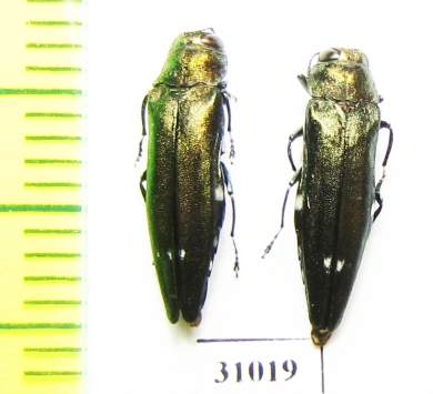 Agrilus biguttatus  Russia, Kaluga reg. - INSECTS-STORE.RU