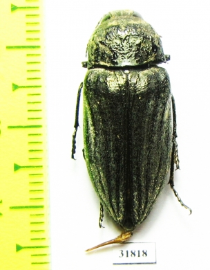 Gyascutus planicosta obliteratus, female  USA - INSECTS-STORE.RU