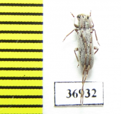 Cerambycidae sp.  South Africa Rep. - INSECTS-STORE.RU