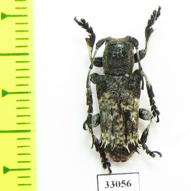 Cerambycidae sp.  Madagascar - INSECTS-STORE.RU