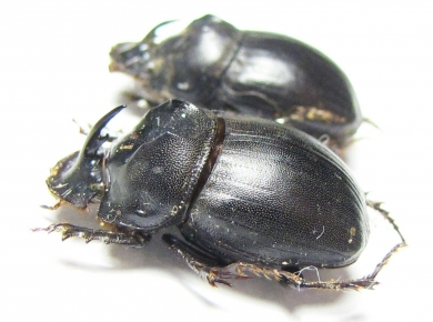 Copris sp.  South Africa Rep. - INSECTS-STORE.RU