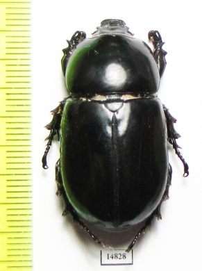 Oryctoderus latitarsis  Indonesia, Papua - INSECTS-STORE.RU