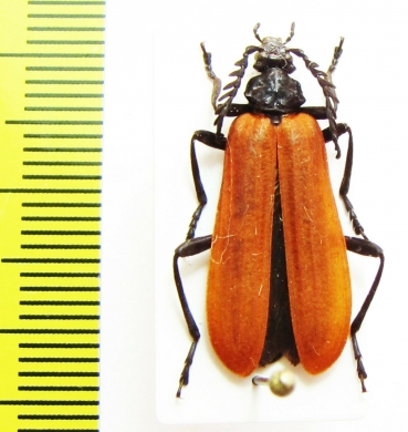 Pyrochroidae sp.  China, Shaanxi prov. - INSECTS-STORE.RU