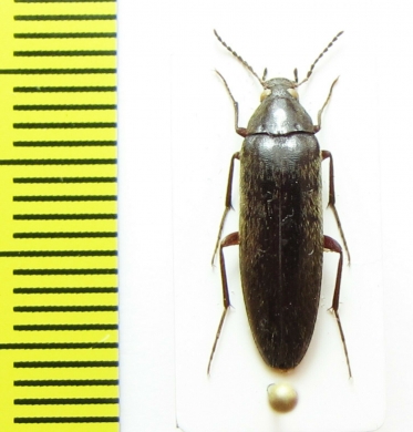 Synchroidae, Synchroa chinensis  China, Shaanxi prov. - INSECTS-STORE.RU