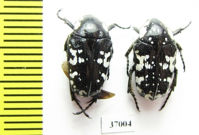 Cetoniinae sp.  South Africa Rep. - INSECTS-STORE.RU