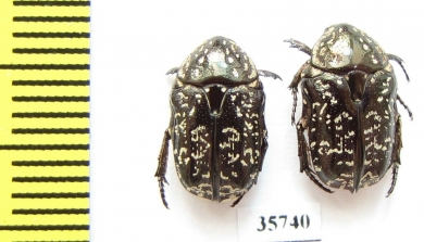 Cetoniinae sp.  Zambia - INSECTS-STORE.RU