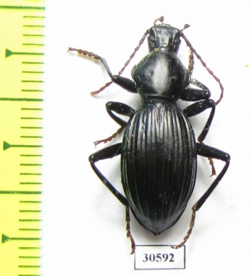 Tenebrionidae sp.  Australia - INSECTS-STORE.RU