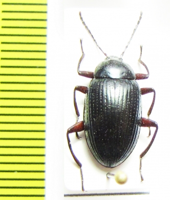 Amarygmus ledermanni  Indonesia, Papua - INSECTS-STORE.RU