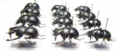 Lethrus karatavicus, tschatkalensis, michailovi, kiritschenkoi, scoparius - INSECTS-STORE.RU