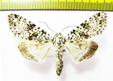 Polia goliath  Russia, Far East - INSECTS-STORE.RU