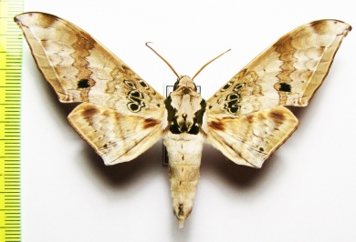 Ambulyx canescens  Malaysia, Borneo - INSECTS-STORE.RU