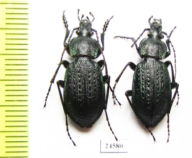 Carabus (Eucarabus) arvensis conciliator?, pair  Russia, Far East - INSECTS-STORE.RU