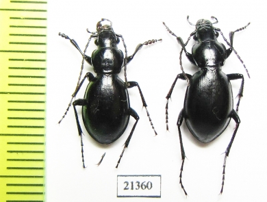 Carabus (Cyclocarabus) mniszechi, pair  Kazakhstan - INSECTS-STORE.RU