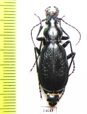 Carabus (Tribax) circassicus abasinus  Abkhazia - INSECTS-STORE.RU