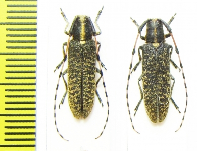 Agapanthia dahli, pair  Russia, Krasnodar reg. - INSECTS-STORE.RU