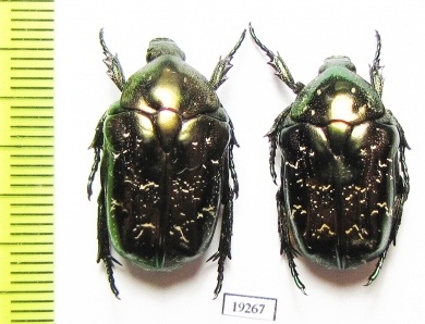 Protaetia lugubris  Russia, Ryazan reg. - INSECTS-STORE.RU