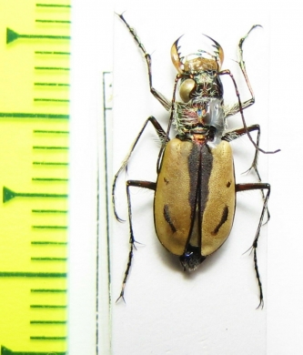 Cicindela limbata nympha  Canada - INSECTS-STORE.RU