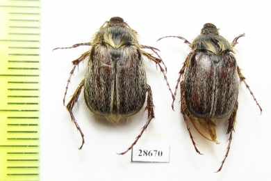 Melolonthinae sp.  Botswana - INSECTS-STORE.RU