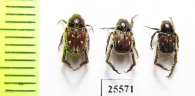 Hopliini sp., pair  South Africa Rep. - INSECTS-STORE.RU