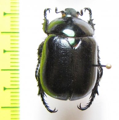 Oogenius chilensis  Chile - INSECTS-STORE.RU