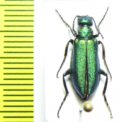 Alosimus viridissimus  Morocco - INSECTS-STORE.RU