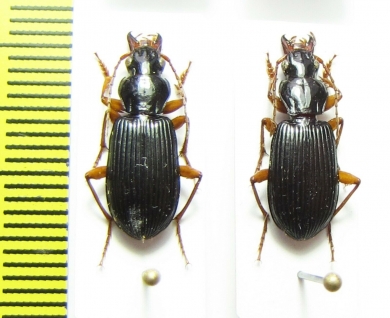 Carabidae sp.  Indonesia, Papua - INSECTS-STORE.RU