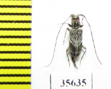 Cerambycidae sp.  Madagascar - INSECTS-STORE.RU