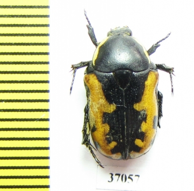 Phoxomela umbrosa  South Africa Rep. - INSECTS-STORE.RU