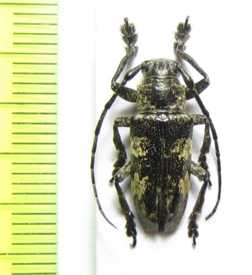 Abryna coenosa  Philippines - INSECTS-STORE.RU