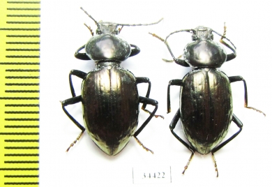 Tenebrionidae sp.  Australia - INSECTS-STORE.RU