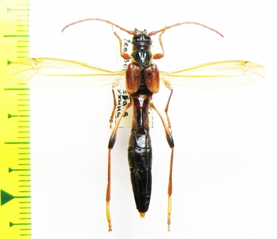 Necydalis major, female  Russia, Tver reg. - INSECTS-STORE.RU