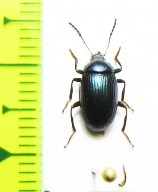 Tenebrionidae sp.  Indonesia, Papua - INSECTS-STORE.RU