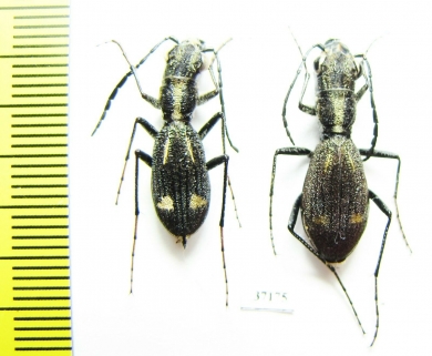 Dromica ? mauchi, pair  Zambia - INSECTS-STORE.RU