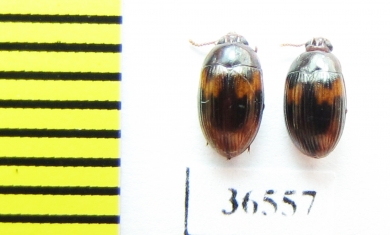 Platydema sp.  Malaysia, Borneo - INSECTS-STORE.RU