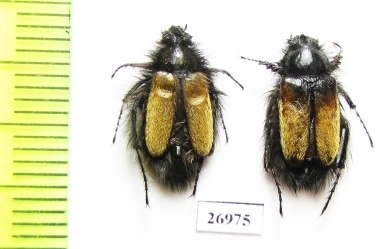 Eulasia sp.  Iran, Khorasan prov. - INSECTS-STORE.RU