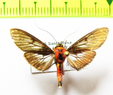 Erebidae sp.  Bolivia - INSECTS-STORE.RU