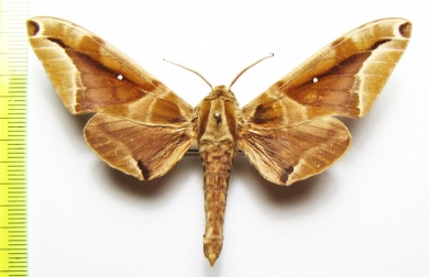 Parum colligata  Laos - INSECTS-STORE.RU