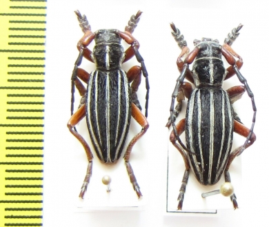 Dorcadion morozovi  Kazakhstan - INSECTS-STORE.RU