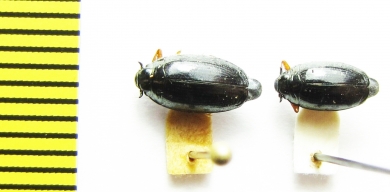 Gyrinus distinctus  Russia, Crimea - INSECTS-STORE.RU