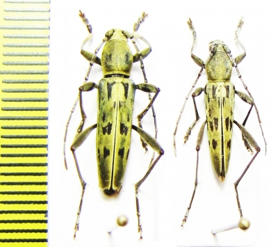 Demonax cuneatus  China, Sichuan prov. - INSECTS-STORE.RU