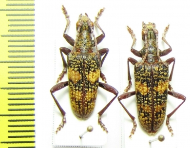 Rhagium fasciculatum, pair  Russia, Krasnodar reg. - INSECTS-STORE.RU