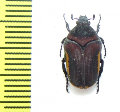 Clinteria cinctipennis  Indonesia, Java - INSECTS-STORE.RU