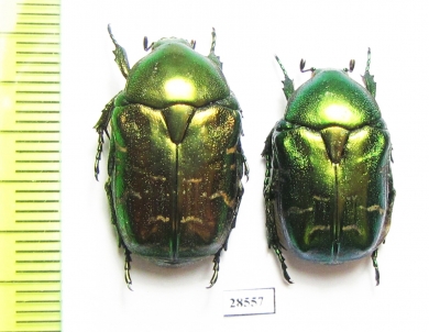 Protaetia marginicollis  Uzbekistan - INSECTS-STORE.RU