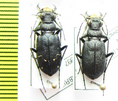 Cicindela longilabris  Canada - INSECTS-STORE.RU