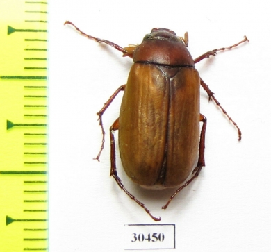 Hilyotrogus bicoloreus  Russia, Far East - INSECTS-STORE.RU