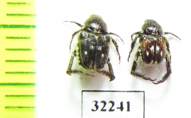 Hopliini sp.  South Africa Rep. - INSECTS-STORE.RU