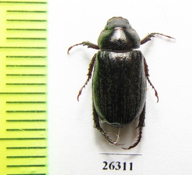 Phaeadoretus iranicus  Iran, Fars prov. - INSECTS-STORE.RU