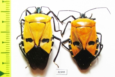 Hemiptera sp.  Malaysia, Borneo - INSECTS-STORE.RU